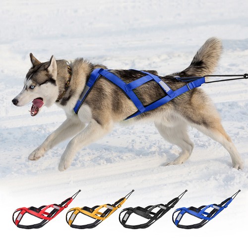 Hunde zuggeschirr back - hunde,